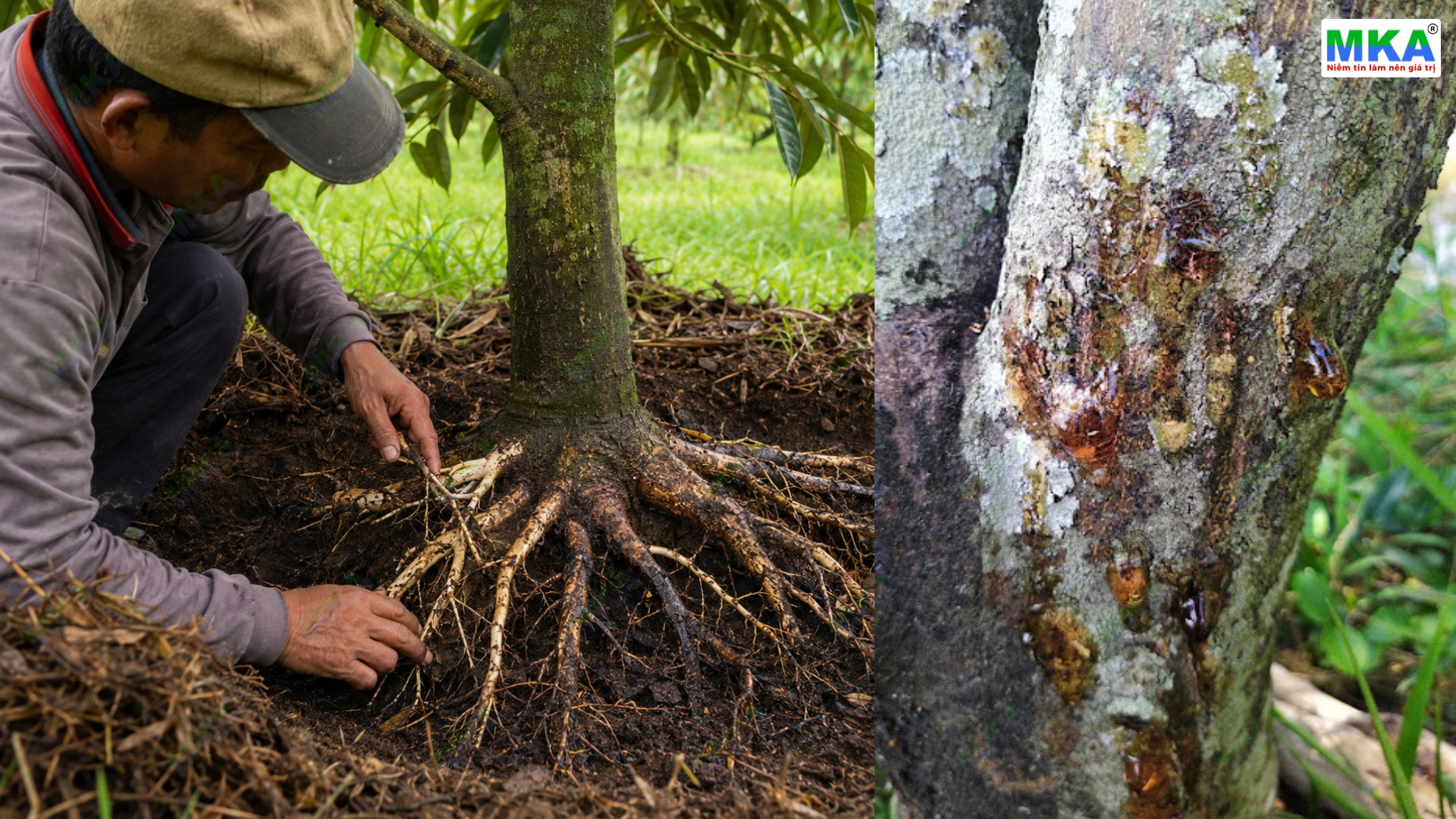 Phytophthora gây bệnh nứt thân xì mủ